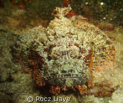 startled stone fish @ Divers Sanc, Phils. by Rocz Llave 